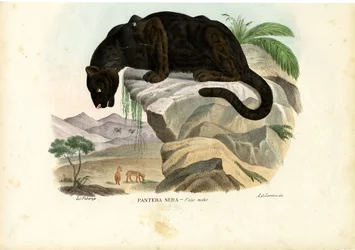 Javan Leopard